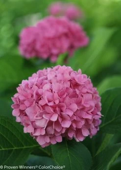 Let's Dance® Rhythmic Blue® Hydrangea -Garden Plant Store Lets Dance Rhythmic Blue Hydrangea with different soil pH 03302.1518060028