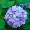 Let's Dance® Sky View Hydrangea -Garden Plant Store Lets Dance Sky View Hydrangea Flower Close Up 68046.1675091466