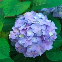 Let's Dance® Sky View Hydrangea
