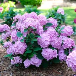 Let's Dance® Sky View Hydrangea -Garden Plant Store Lets Dance Sky View Hydrangea Flowering 46412.1675091494