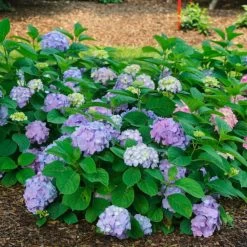 Let's Dance® Sky View Hydrangea -Garden Plant Store Lets Dance Sky View Hydrangea Growing in the Yard 76247.1675091507