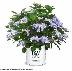 Let's Dance® Starlight Hydrangea -Garden Plant Store Lets Dance Starlight Hydrangea in Branded Pot 57189.1517774969