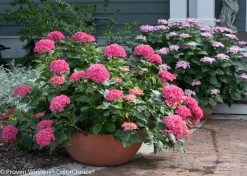 Garden Plant Store -Garden Plant Store Lets Dance Starlight Hydrangea in Garden Bowl Planter 65806.1517774950