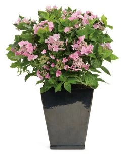 Let's Dance® Starlight Hydrangea -Garden Plant Store Lets Dance Starlight Hydrangea in Garden Planter 28003.1517774942