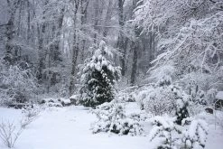 Leyland Cypress Tree -Garden Plant Store Leyland Crypress in Snow 99335.1500833256