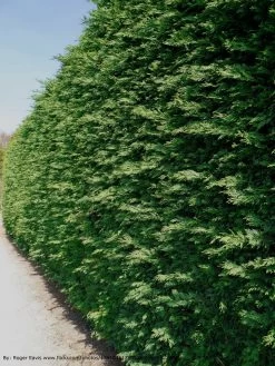 Leyland Cypress Tree -Garden Plant Store Leyland Cypress Trimed Hedge 97849.1500833262