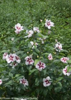 Lil Kim® Rose Of Sharon -Garden Plant Store Lil Kim Rose of Sharon Bush That is Blooming 68116.1575340225