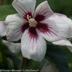 Lil Kim® Rose Of Sharon