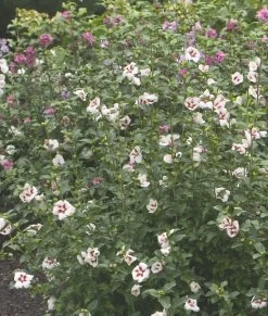 Lil Kim® Rose Of Sharon -Garden Plant Store Lil Kim Rose of Sharon Foliage and Flowers 63199.1575340248