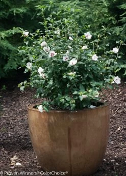 Lil Kim® Rose Of Sharon -Garden Plant Store Lil Kim Rose of Sharon Shrub in Garden Planter 25270.1575340237