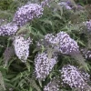 Lilac Cascade Butterfly Bush 2 Lilac Cascade Butterfly Bush -Garden Plant Store Lilac Cascade Butterfly Bush Flowers and Foliage 65285.1652391037