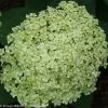 Lime Rickey® Hydrangea -Garden Plant Store Lime Rickey Hydrangea compressor 59702.1517168933
