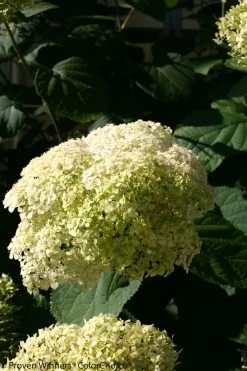 Lime Rickey® Hydrangea -Garden Plant Store Lime Rickey Flower Close Up 00653.1518378043
