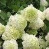 Limelight Hydrangea -Garden Plant Store Limelight Hydrangea compressor 24405.1668545956