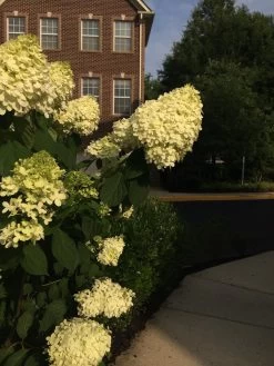 Limelight Hydrangea -Garden Plant Store Limelight Hydrangea Blooming Bush min 05925.1668545956