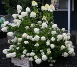 Limelight Hydrangea -Garden Plant Store Limelight Hydrangea Bush min 26309.1668545956