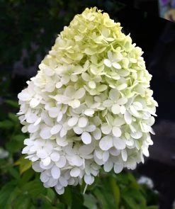 Limelight Hydrangea -Garden Plant Store Limelight Hydrangea Flower min 21773.1668545956