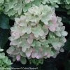 Little Lime® Hydrangea 1 Little Lime® Hydrangea -Garden Plant Store Little Lime Hydrangea compressor 53021.1517168968