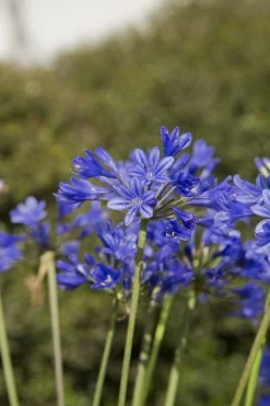 Little Blue Fountain Agapanthus -Garden Plant Store Little Blue Fountain Agapanthus Flowers Up Close 99280.1553566206