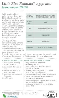 Little Blue Fountain Agapanthus -Garden Plant Store Little Blue Fountain Agapanthus Plant Care 07327.1640851416