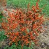Little Goblin® Orange Winterberry Holly -Garden Plant Store Little Goblin Orange Winterberry Holly Shrub With Berries 61086.1523140987