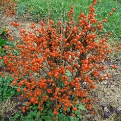 Little Goblin® Orange Winterberry Holly