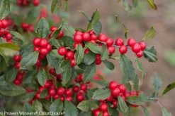 Little Goblin® Red Winterberry Holly -Garden Plant Store Little Goblin Red Winterberry Holly Berries Close Up 37992.1523141128