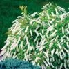 Little Henry® Sweetspire 2 Little Henry® Sweetspire -Garden Plant Store Little Henry Sweetspire Bush with White Blooms c 18582.1549755029