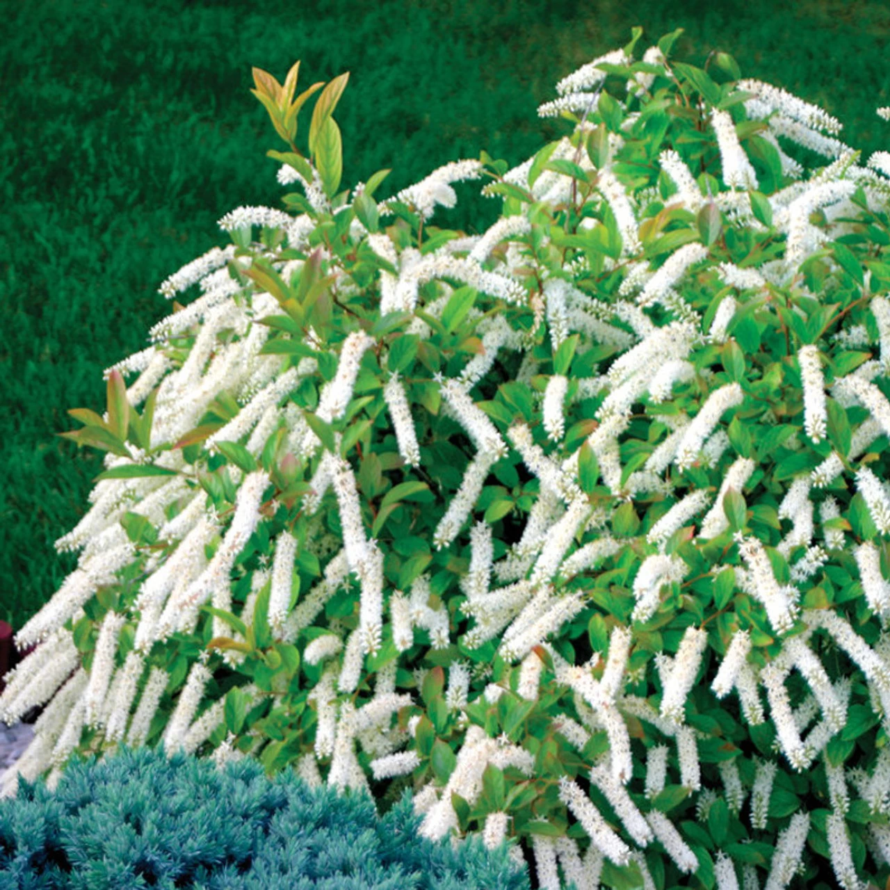 Little Henry® Sweetspire 3 Little Henry® Sweetspire