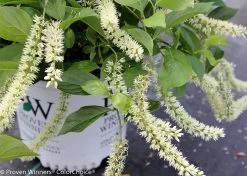 Little Henry® Sweetspire 11 Little Henry® Sweetspire -Garden Plant Store Little Henry Sweetspire White Flowers Up Close 85472.1549755029