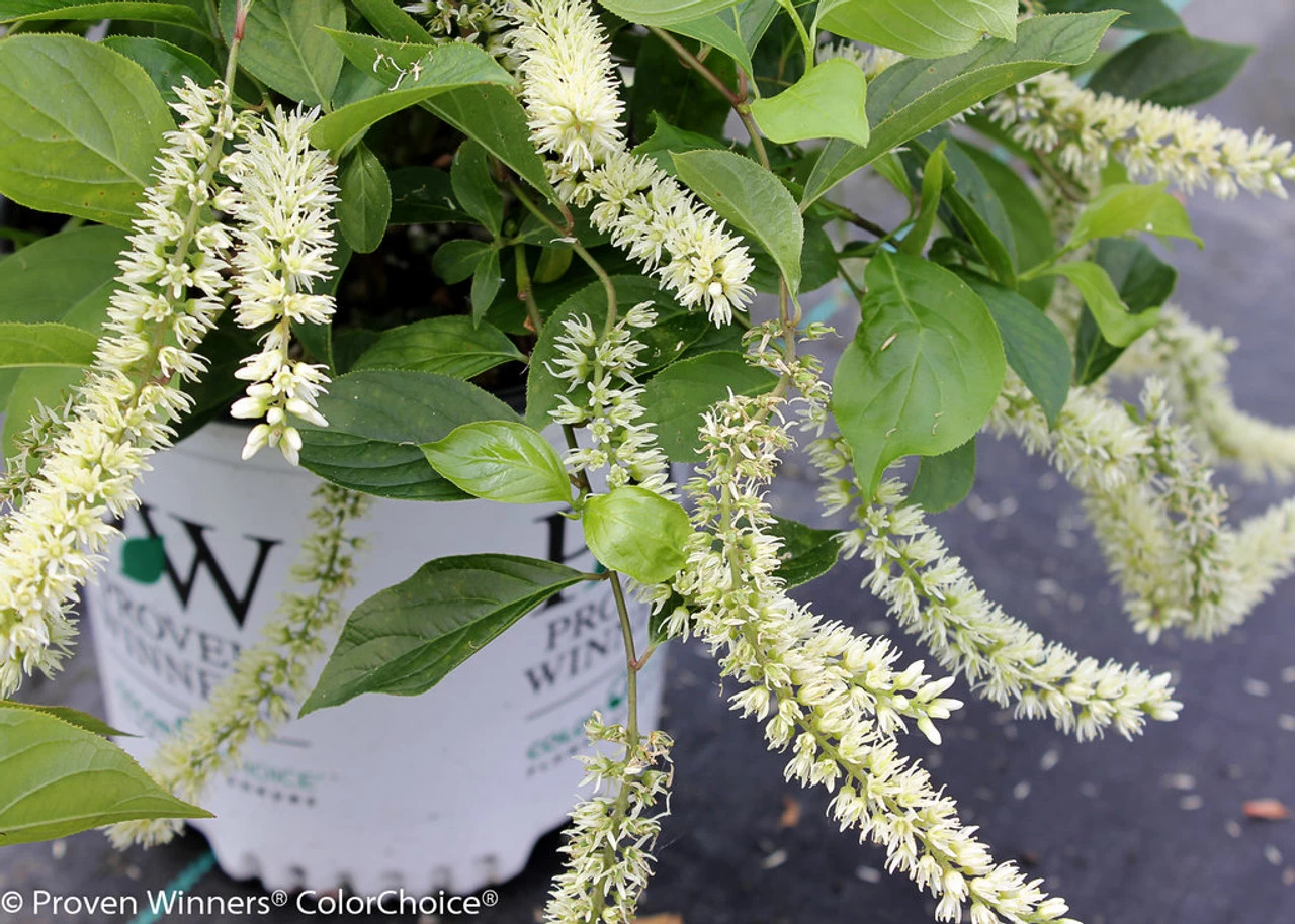 Little Henry® Sweetspire 7 Little Henry® Sweetspire - Image 5