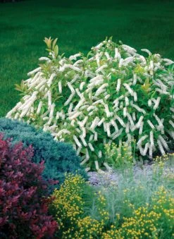 Little Henry® Sweetspire 10 Little Henry® Sweetspire -Garden Plant Store Little Henry Sweetspire in Landscaping 11115.1549755029