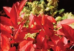 Little Henry® Sweetspire 8 Little Henry® Sweetspire -Garden Plant Store Little Henry Sweetspire with Red Foliage 11683.1549755029