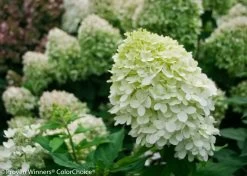 Little Lime® Hydrangea -Garden Plant Store Little Lime Hydrangea Bush Covered in Flowers 76009.1518580522