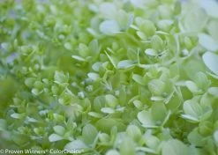 Little Lime® Hydrangea -Garden Plant Store Little Lime Hydrangea Flower Pedals Close Up 09048.1518580519