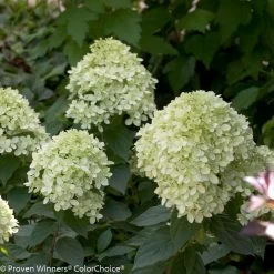 Little Lime® Hydrangea -Garden Plant Store Little Lime Hydrangea Foliage 12339.1518580525
