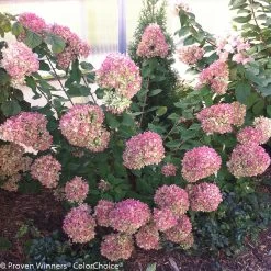 Little Lime® Hydrangea -Garden Plant Store Little Lime Hydrangea Shrub Blooming in the Fall 82489.1518580434