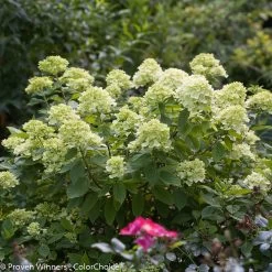 Little Lime® Hydrangea -Garden Plant Store Little Lime Hydrangea Stems and Flowers 51509.1518580407