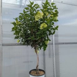 Little Lime® Hydrangea Tree