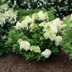 Little Lime Punch® Hydrangea -Garden Plant Store Little Lime Punch Hydrangea in garden 39595.1644132462