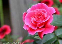 Livin' La Vida® Rose -Garden Plant Store Livin La Vida Rose Flower Petals Close Up 76294.1519346426
