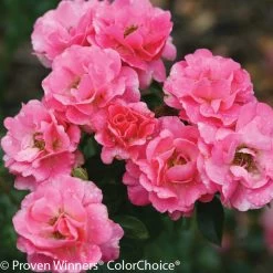 Livin' La Vida® Rose