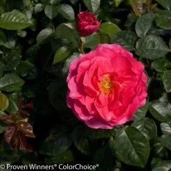 Livin' La Vida® Rose -Garden Plant Store Livin La Vida Rose Shrub Blooms and Foliage 25058.1519346433