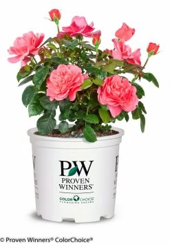 Livin' La Vida® Rose -Garden Plant Store Livin La Vida Rose in Proven Winners Pot 49769.1519346424