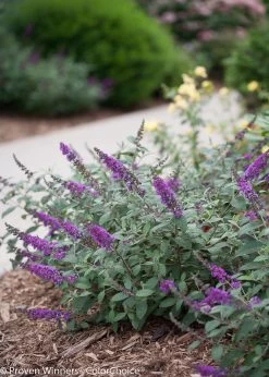 Lo And Behold® Blue Chip Jr Butterfly Bush -Garden Plant Store Lo and Behold Blue Chip Jr Buddleia Blooming 00111.1523142019