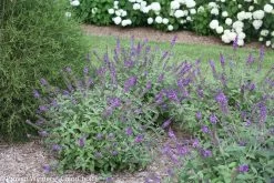 Lo And Behold® Blue Chip Jr Butterfly Bush -Garden Plant Store Lo and Behold Blue Chip Jr Buddleia Shrubs Blooming 42541.1523142055