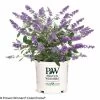 Lo And Behold® Blue Chip Jr Butterfly Bush 1 Lo And Behold® Blue Chip Jr Butterfly Bush -Garden Plant Store Lo and Behold Blue Chip Jr Butterfly Bush in Proven Winners Pot 00813.1523141964