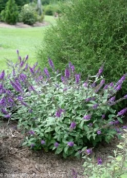 Lo And Behold® Blue Chip Jr Butterfly Bush -Garden Plant Store Lo and Behold Blue Chip Jr Butterfly Bushes 35278.1523142026