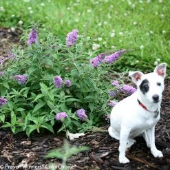 Lo And Behold® Lilac Chip Butterfly Bush -Garden Plant Store Lo and Behold Lilac Chip Buddleia Blooming With Dog 42993.1523142566