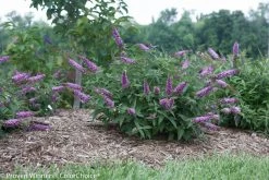 Lo And Behold® Pink Micro Chip Butterfly Bush -Garden Plant Store Lo and Behold Pink Micro Chip Buddleia Blooming 18192.1523142722